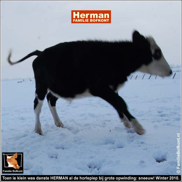 Toen ie klein was danste HERMAN al de horlepiep bij grote opwinding: sneeuw! Winter 2010.