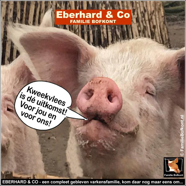 EBERHARD & CO - een compleet gebleven varkensfamilie, kom daar nog maar eens om...