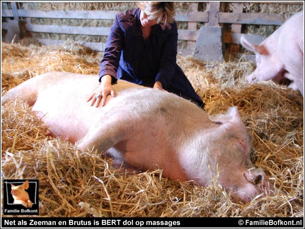 Net als Zeeman en Brutus is BERT dol op massages