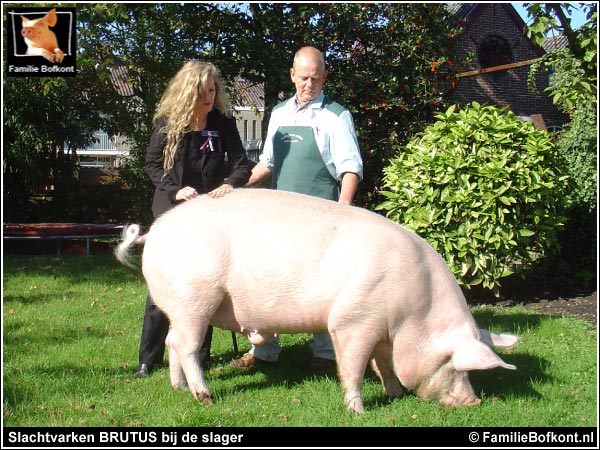 Slachtvarken BRUTUS bij de slager