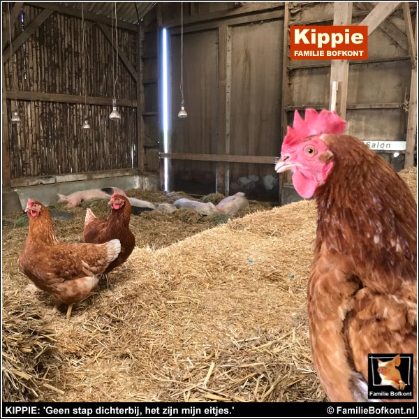 KIPPIE: 'Geen stap dichterbij, het zijn mijn eitjes.'