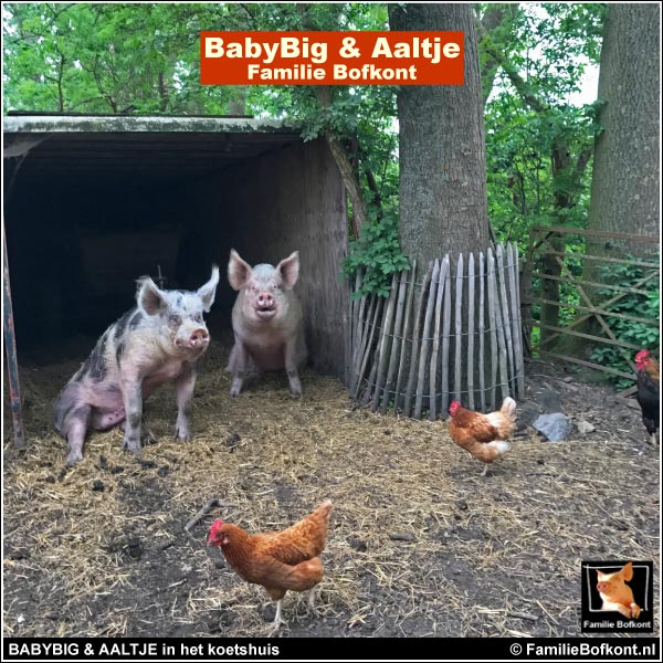 BABYBIG & AALTJE in het koetshuis