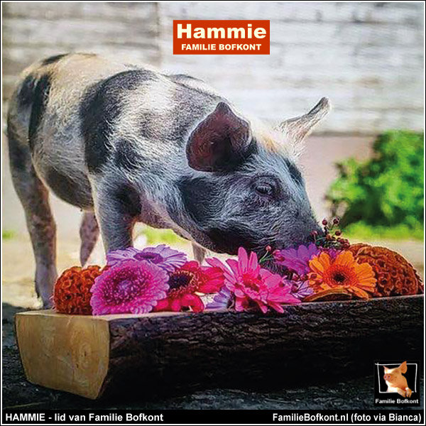 HAMMIE - lid van Familie Bofkont