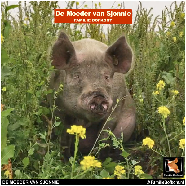 DE MOEDER VAN SJONNIE op haar 11e verjaardag - 26 juni 2019