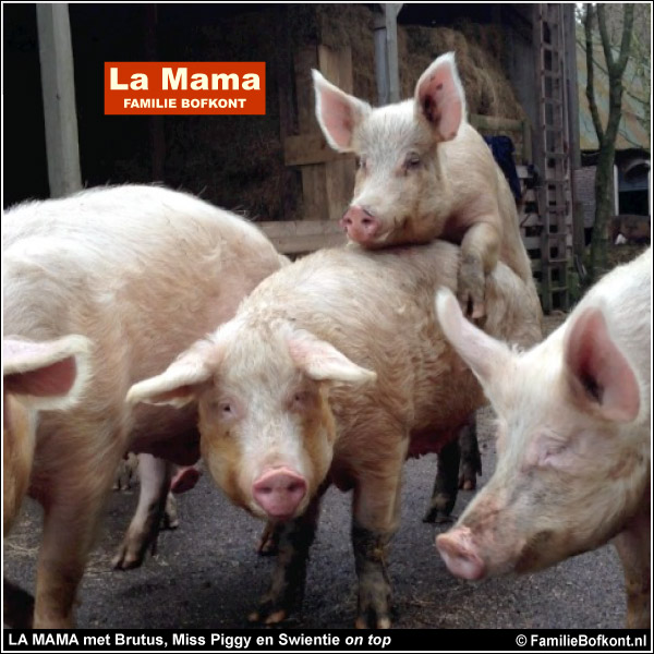 LA MAMA met Brutus, Miss Piggy en Swientie on top