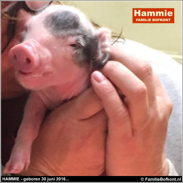 HAMMIE - geboren 30 juni 2016...