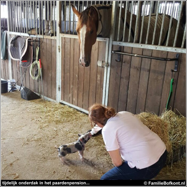 tijdelijk onderdak in het paardenpension...