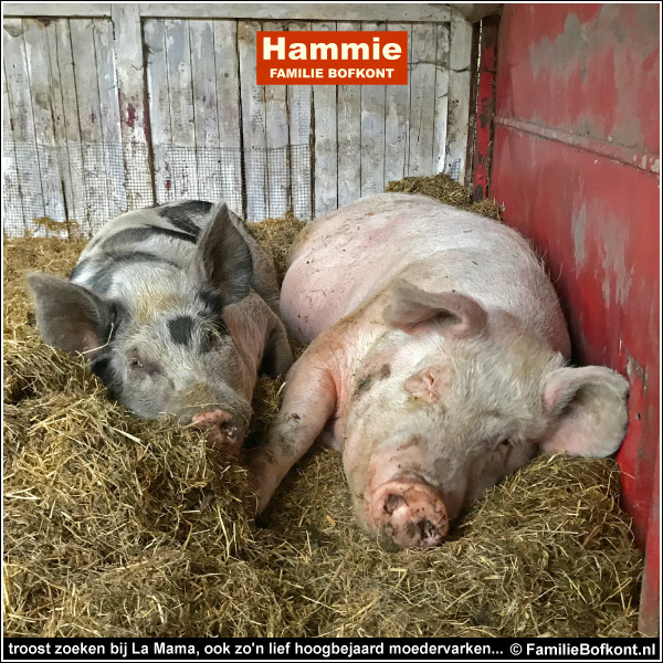 troost zoeken bij La Mama, ook zo'n lief hoogbejaard moedervarken...