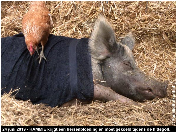 24 juni 2019 - HAMMIE krijgt een hersenbloeding en moet gekoeld tijdens de hittegolf.