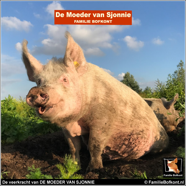 De veerkracht van DE MOEDER VAN SJONNIE