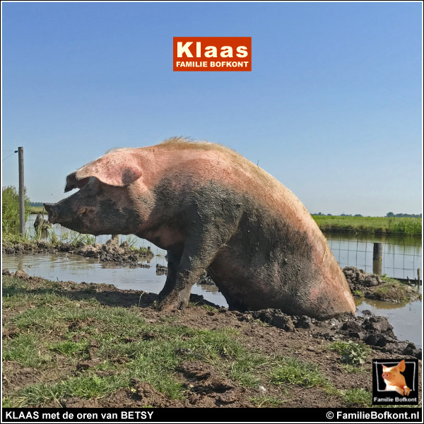 KLAAS met de oren van BETSY