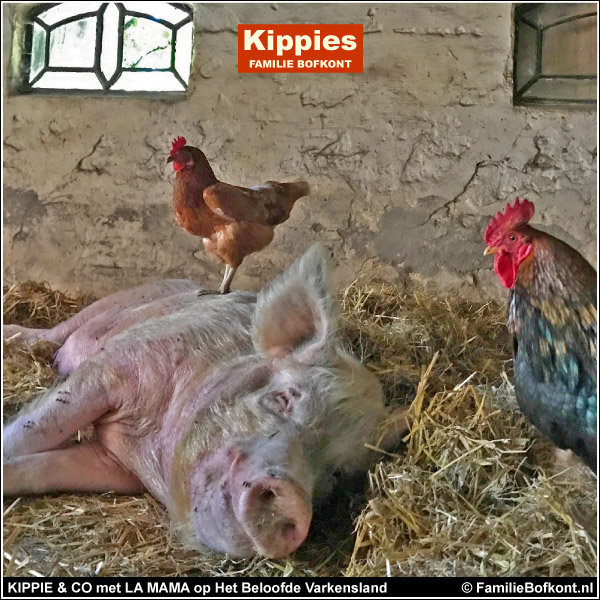 KIPPIE & CO met LA MAMA op Het Beloofde Varkensland