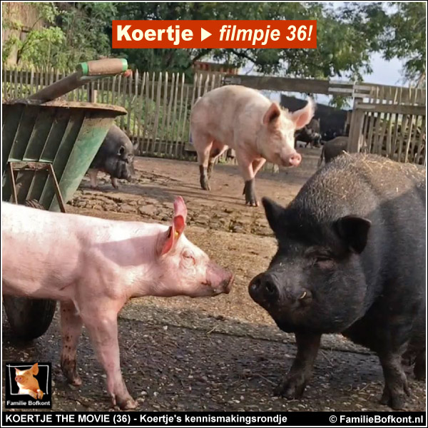 biggetje Koertje maakt een kennismakingsrondje tussen Familie Bofkont op Het Beloofde Varkensland