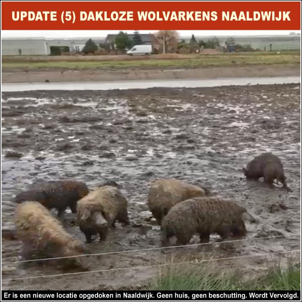 Dakloze wolvarkens in het buitengebied van Naaldwijk
