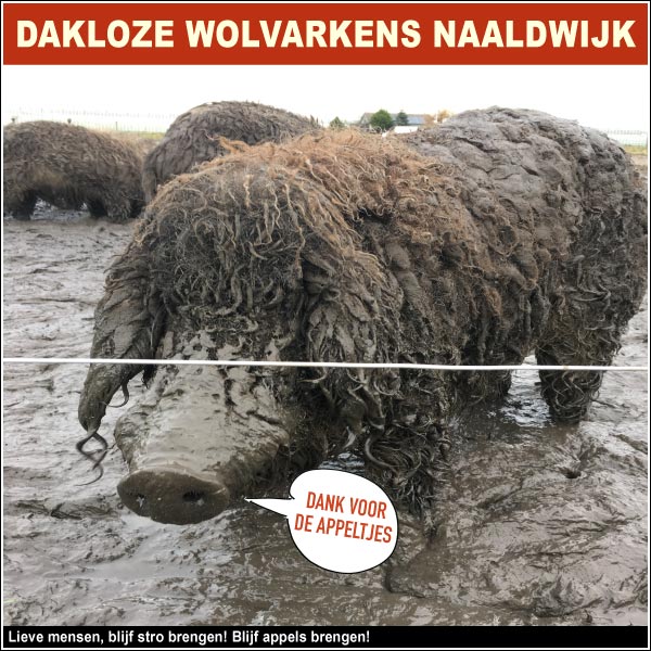 Dakloze Wolvarkens in het buitengebied van Naaldwijk