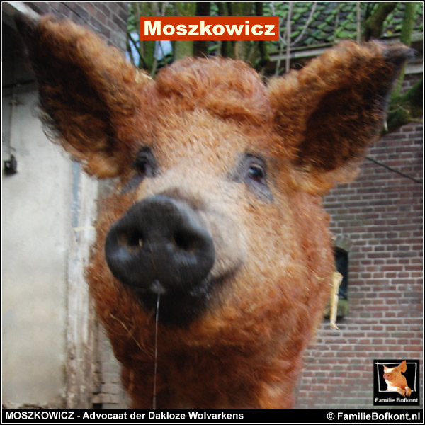 MOSZKOWICZ - Advocaat der Dakloze Wolvarkens