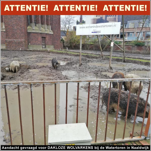 Dakloze wolvarkens in de modder bij de watertoren in Naaldwijk van projectontwikkelaar Weboma