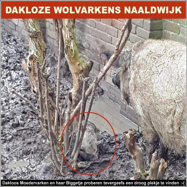 Watertoren Naaldwijk - Dakloos Moedervarken & Biggetje proberen tevergeefs een droog en beschut plekje te vinden :-(