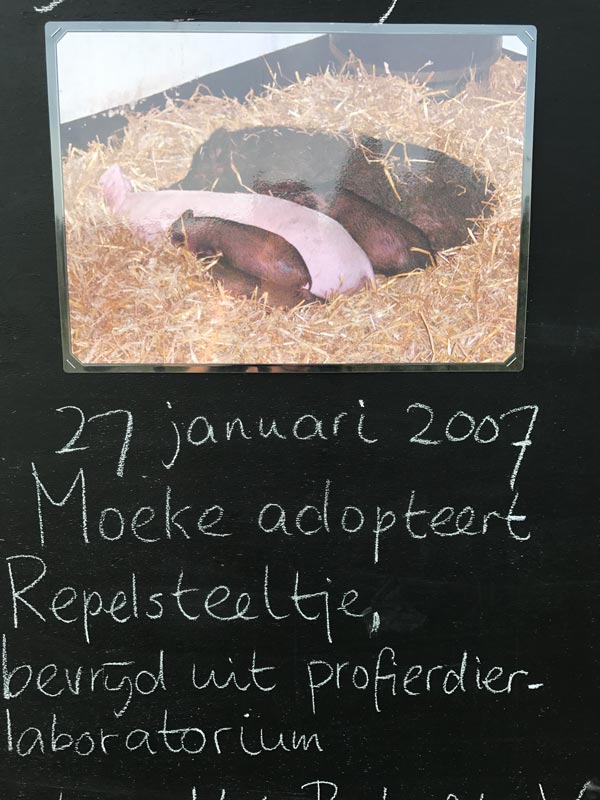 https://2019.bfknt.nl/moeke-adopteert-repelsteeltje.jpg